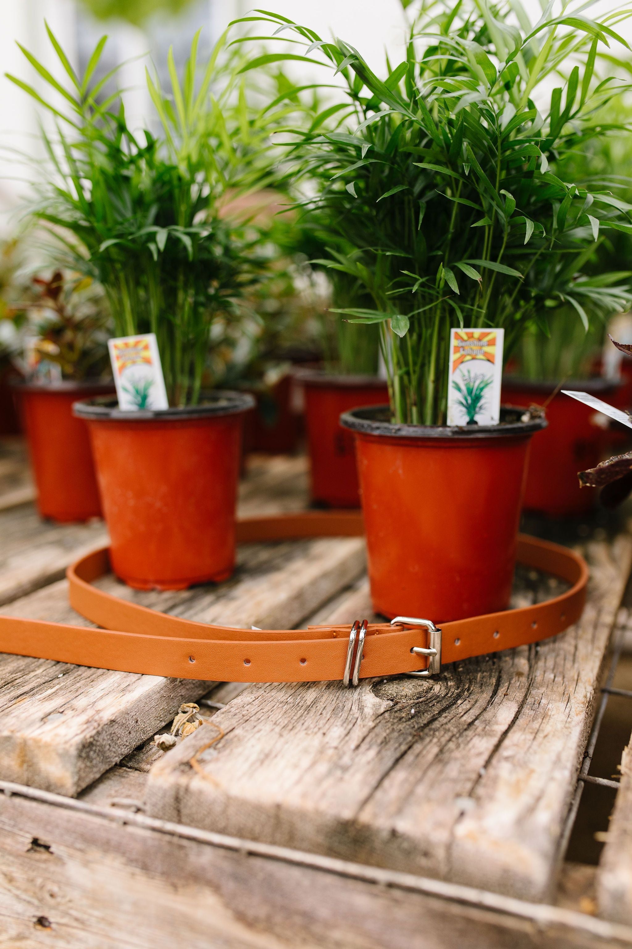 Finishing Touch Belt In Cognac